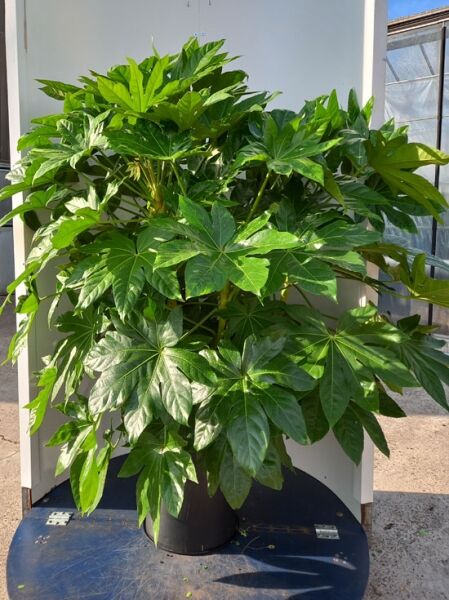 Fatsia japonica (Zimmeraralie) 100-125 cm C25 im Topf, buschiger Wuchs mit großen, glänzenden, handförmigen Blättern.