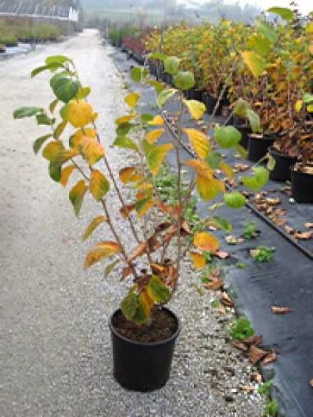 Zaubernuss 'Pallida' / Zaubernuss 'Pallida'