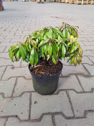 Pieris japonica 'Valley Rose' / Japanische Lavendelheide 'Valley Rose' 20-30 cm C2 im Pflanzcontainer mit grünem Laub