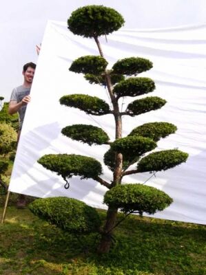 geigenfeige xl Ficus Lyrata Geigenfeige XL – vielgrün