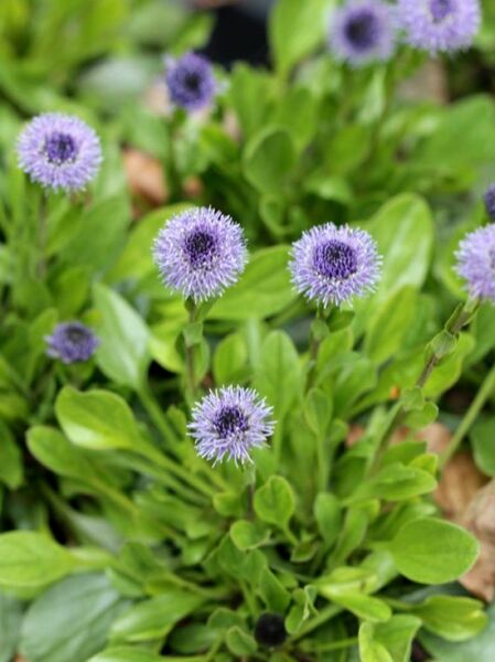 Globularia nudicaulis  /
