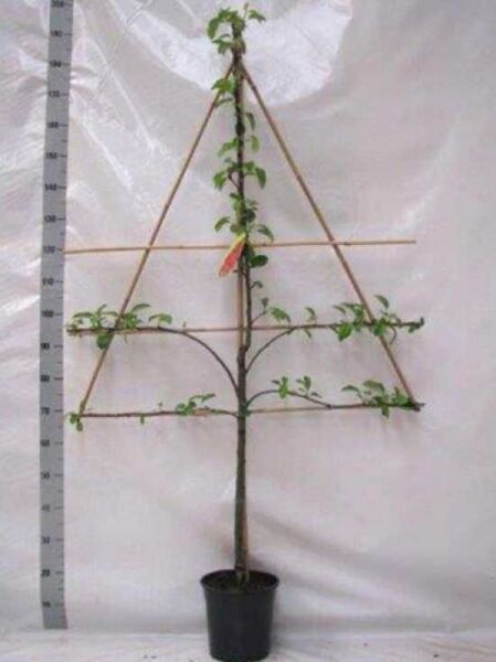 Malus domestica 'James Grieve' / Apfel 'James Grieve' Halbstamm-Spalier, Gesamthöhe 150 cm, C7, Spalierbaum im Topf mit Rankhilfe.