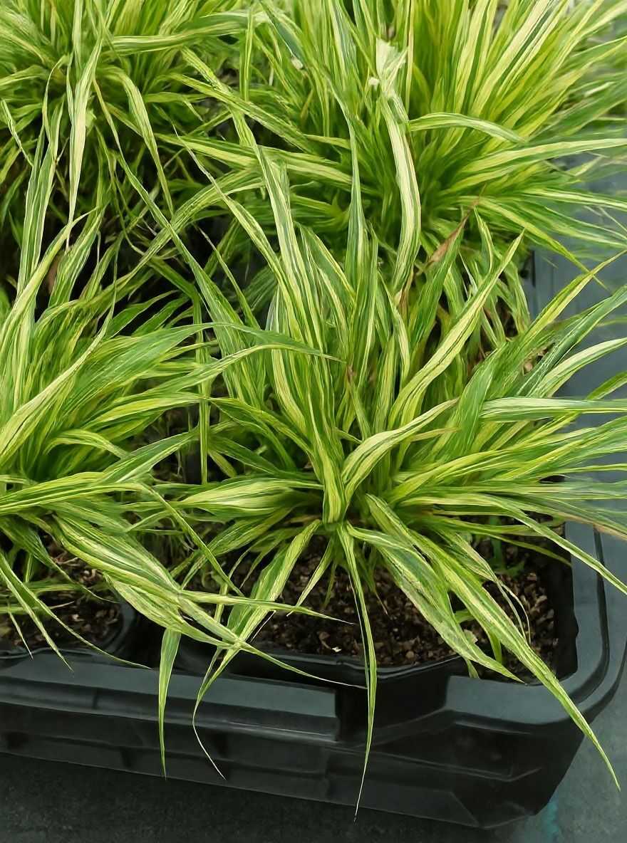 Gestreiftes Garten-Pfeifengras / Kleines Pfeifengras 'Variegata' - Molinia  caerulea 'Variegata'