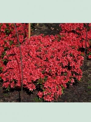 Orange blhende Rhododendron und Azaleen gnstig kaufen