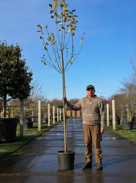 Apfel 'Alkmene' (Malus domestica 'Alkmene') Hochstamm 14–16 StU im Container, gestützter Stamm mit verzweigter Krone.