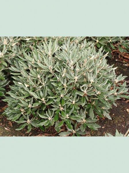 Rhododendron smirnowii 'Millennium' / Rhododendron 'Millennium' 80-90 cm Breite, kompakter Solitärstrauch mit graugrünem Laub m. B.