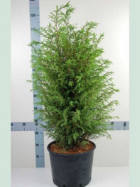 Schwedischer Säulen-Wacholder (Juniperus communis 'Suecica') im Topf, 80–100 cm, Container C7, dicht verzweigter Wuchs