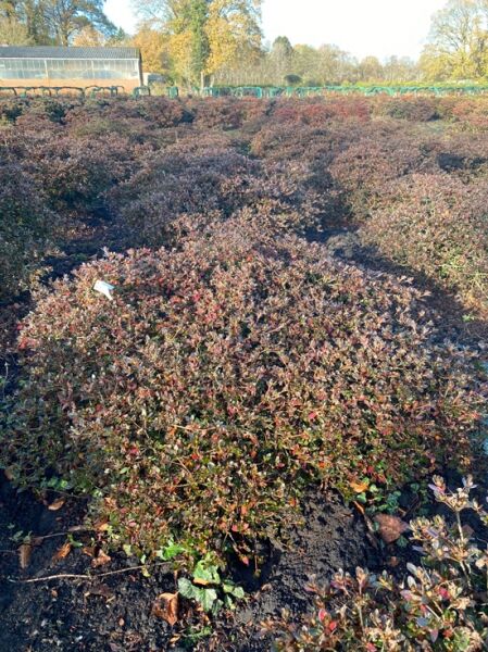 Rhododendron nakaharai 'Elfie' (Syn. Evita), Japanische Azalee 'Elfie' (Nr.1406), bodendeckender Strauch mit dichtem Laub