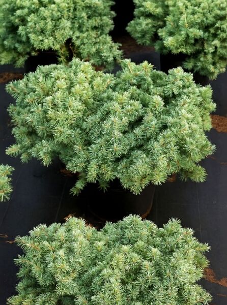 Pseudotsuga menziesii 'Fletcheri' / Zwerg-Douglasfichte 'Fletcheri', kompakter Zwergkoniferenbusch mit dichtem, blaugrünem Nadelkleid.