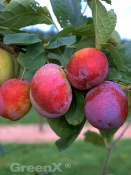 Prunus domestica 'Königin Victoria' / Pflaume 'Königin Victoria'