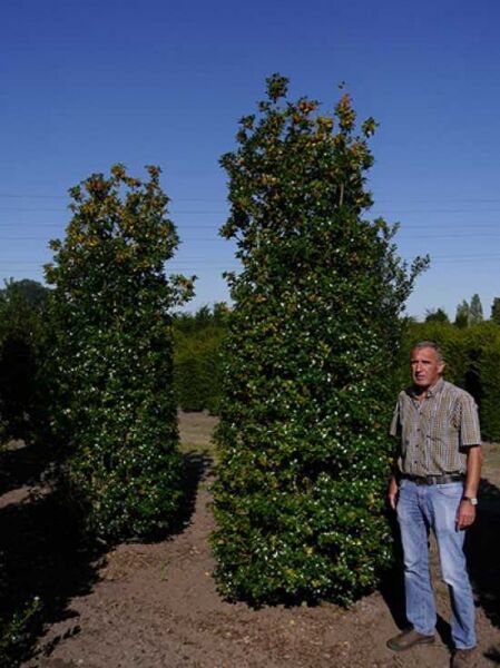 Europäische Stechpalme / Ilex aquifolium