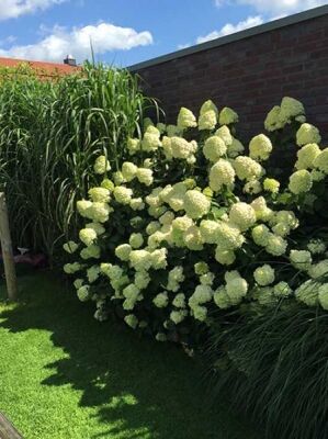 Limonenfarbene Rispen-Hortensie 'Limelight ' - Hydrangea paniculata  'Limelight '