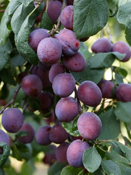Pflaume 'Reine Claude d'Althan' / Prunus domestica 'Reine Claude d'Althan'