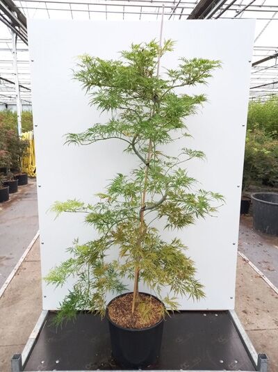 Acer palmatum 'Dissectum Flavescens' Japanischer Schlitz-Ahorn, im Topf, feingeschlitztes Laub, ca. 125–150 cm (C20)