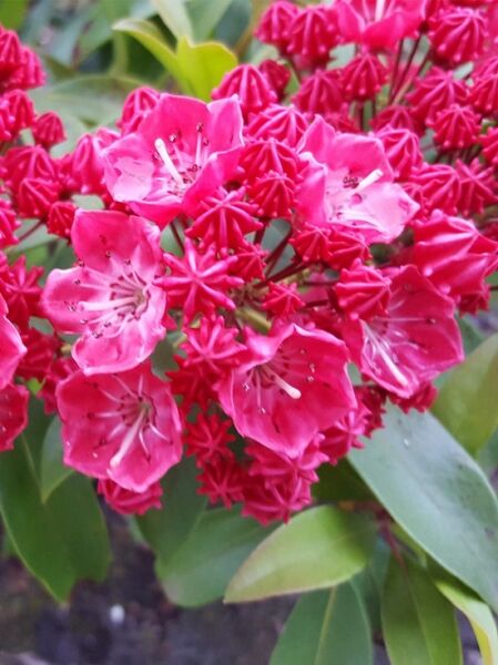Kalmia latifolia 'Starfire' (Lorbeerrose/Berglorbeer) mit pinken Blüten in dichten Dolden und glänzend grünen Blättern
