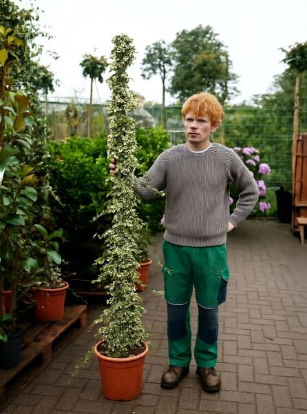 Weißgrüner Efeu 'Glacier' (Hedera helix 'Glacier') 175–200 cm C10 im Topf, rankend an Stab, panaschierte Blätter.