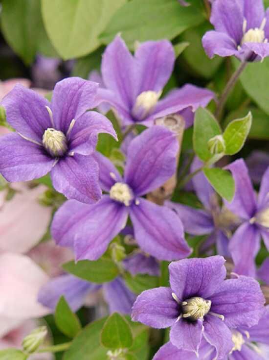 StaudenClematis / Waldrebe günstig in TopBaumschulqualität kaufen