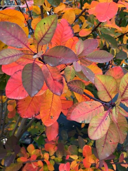 Perückenstrauch 'Flame' (Cotinus coggygria) mit ovalen Blättern in Herbstfärbung von Gelb über Orange bis Rot am Zweig.