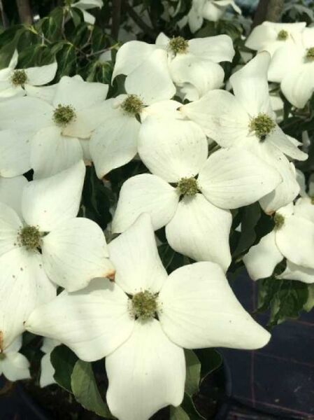 Cornus kousa var. chinensis 'Weiße Fontäne' / Chinesischer Blumen-Hartriegel 'Weiße Fontäne'