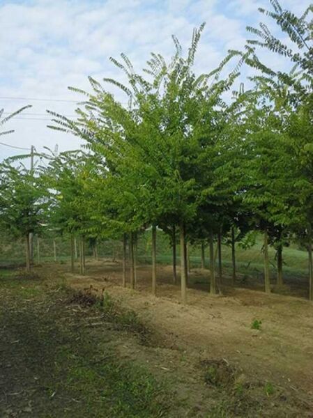 Celtis occidentalis (Nordamerikanischer Zürgelbaum) Hochstamm 20-25 StU, junger Baum mit grüner Krone auf Baumschulfläche.