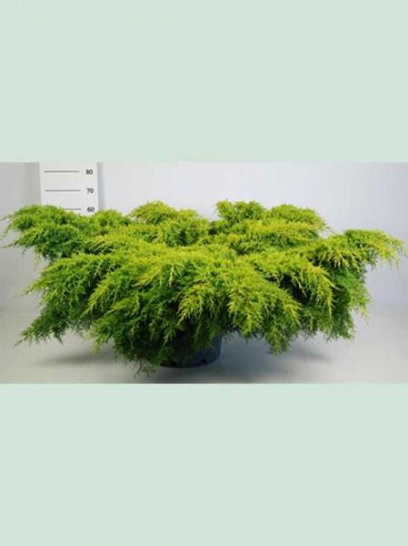 Juniperus pfitzeriana 'Gold Star' / Pfitzer-Wacholder 'Gold Star', breit wachsender Nadelstrauch im Container C50, 80–100 cm breit