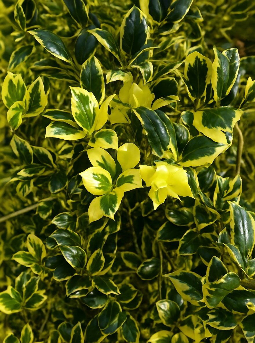 taxus gold Taxus baccata 'Summergold' – Majestic Trees