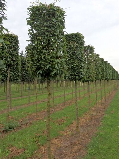 Hainbuche H:120 B:60 T:60 cm (180 cm Stamm) / Hainbuche H:120 B:60 T:60 cm (180 cm Stamm)