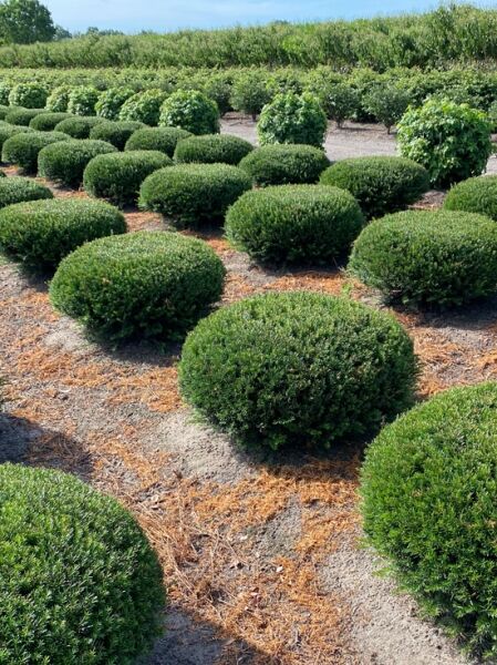 Heimische Eibe 'Kugel' / Taxus baccata 'Kugel'