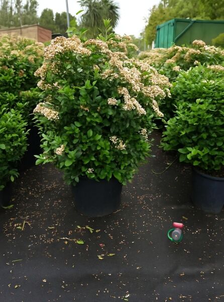 Mittelmeer-Schneeball Viburnum tinus 'Eve Price' 125-150 cm C50, immergrüner Strauch im Container mit cremeweißen Blütenständen