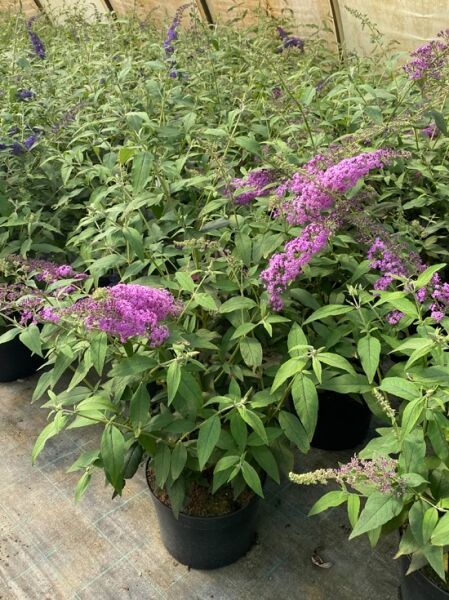 Sommerflieder Buddleja davidii 'Reve de Papillon'® 125-150 cm C15 im Topf mit grünen Blättern und violetten Blütenrispen