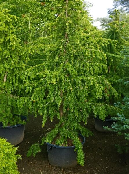 Taxus baccata 'Dovastoniana Aurea' – Gelbe Adlerschwingen-Eibe, 175–200 cm, C80, im Container mit überhängenden Zweigen