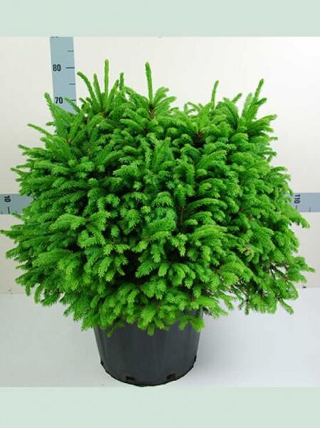Picea abies 'Ohlendorffii' / Kegel-Fichte
