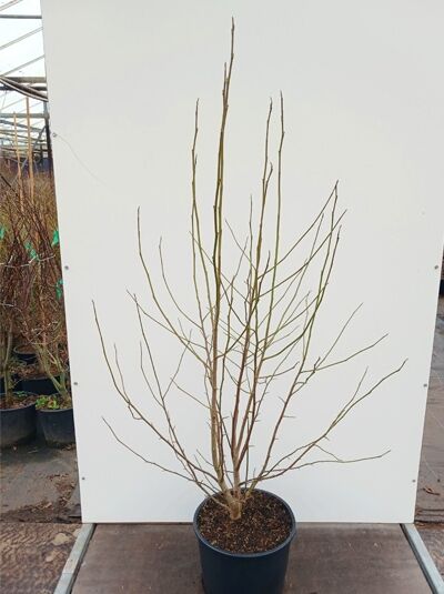 Kobus-Magnolie / Kobushi-Magnolie / Magnolia kobus