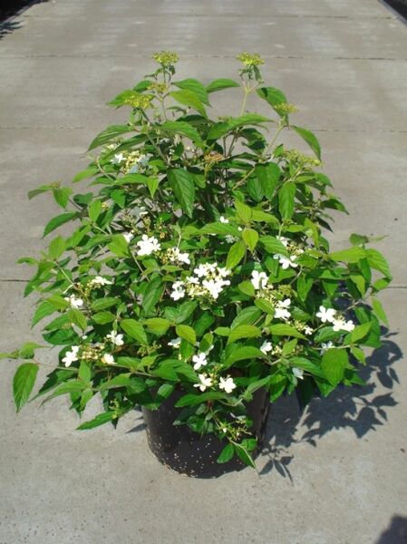 Japanischer Zwerg-Schneeball 'Watanabe' / Japanischer Zwerg-Schneeball 'Watanabe'
