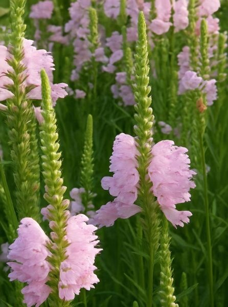 Physostegia virginiana 'Bouquet Rose' / Garten-Gelenkblume 'Bouquet Rose' mit rosa Blütenähren und grünem Laub