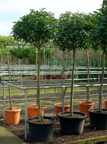 Photinia fraseri 'Red Robin' / Glanzmispel 'Red Robin' Hochstamm 150 cm Stamm C50 im Topf, dichtes grünes Laub mit roten Trieben