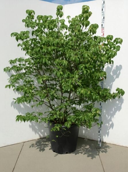 Chinesischer Blumen-Hartriegel (Cornus kousa var. chinensis) 200–250 cm, C90, mehrstämmiger Strauch im Container mit grünem Laub.