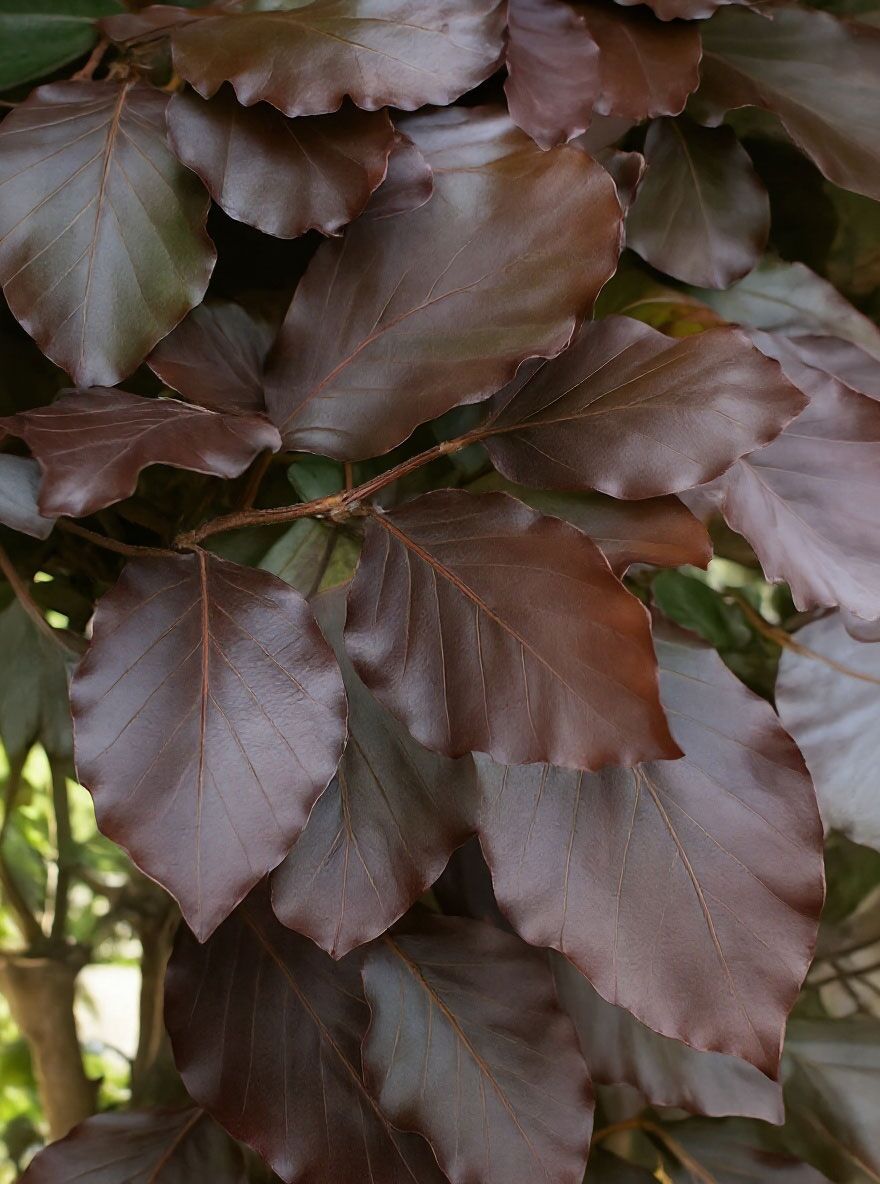 Blutbuche 'Purpurea' - Fagus sylvatica 'Purpurea' - Baumschule NewGarden
