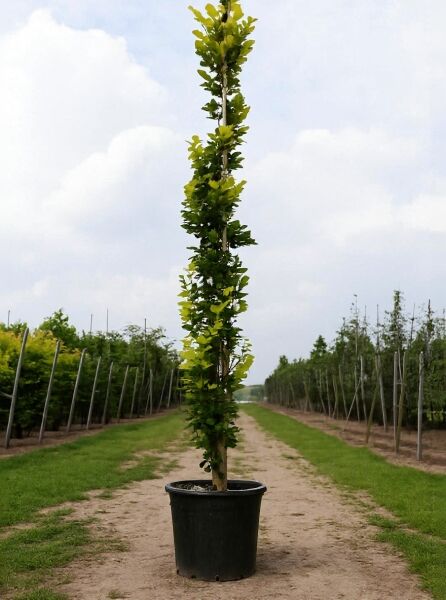 Säulen-Buche 'Gold' (Fagus sylvatica 'Dawyck Gold') im Container C50, 250-300 cm, schlanker Stamm mit gelbgrünem Laub.