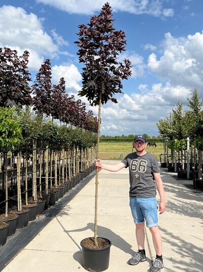 Spitz-Ahorn Acer platanoides 'Crimson Sentry' Hochstamm, Containerware, Stamm mit kugeliger Krone und dunkelrotem Laub.