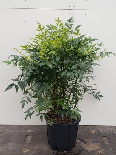 Heiliger Bambus / Himmelsbambus 'Magical Lemon an Lime'  - Nandina  domestica 'Magical Lemon and Lime'