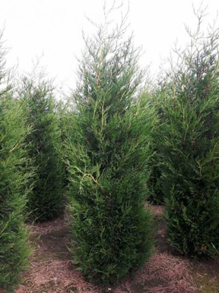 Grüne Bastardzypresse '2001' (Cupressocyparis leylandii '2001'), 225-250 cm, immergrüner Nadelbaum mit dichtem Wuchs.
