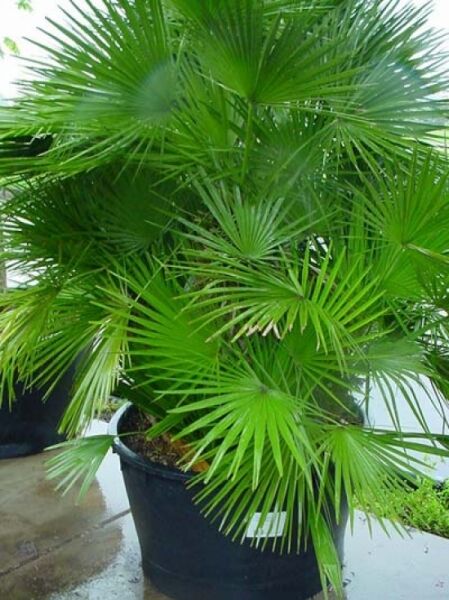 Chamaerops humilis, Europäische Zwergpalme 150-175 cm C240, mehrstämmige Palme im schwarzen Topf mit fächerförmigen grünen Blättern