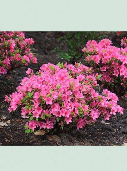 Japanische Azalee (Rhododendron nakaharai) 'Drapa' als Solitär, niedriger Strauch mit zahlreichen pinken Blüten und grünem Laub.
