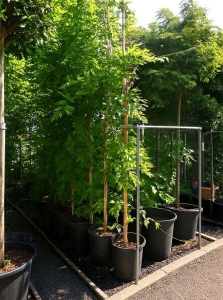 Wisteria floribunda 'Domino' / Wisteria formosa 'Issai' – Blauregen 'Issai', 350–400 cm, C25, kletternde Pflanze im Topf an Stäben