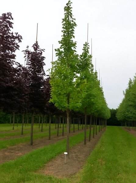 Großblumige Magnolie Magnolia 'Galaxy' Hochstamm 25-30 StU mit Drahtballen, aufrechter Wuchs, grüne Belaubung