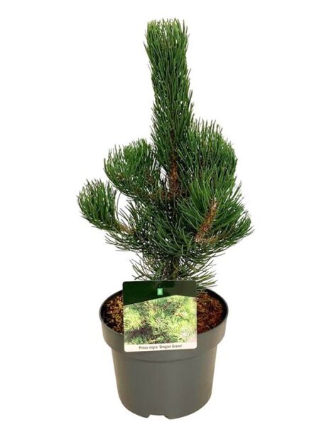 Österreichische Schwarz-Kiefer 'Oregon Green' / Pinus nigra 'Oregon Green'