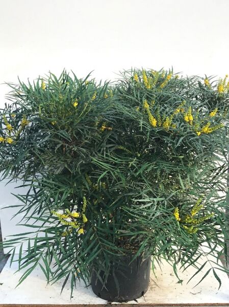 Chinesische Mahonie Mahonia eurybracteata 'Soft Caress' 60–80 cm C20, buschiger Strauch mit schmalen, grünen Blättern und gelben Blütenrispen