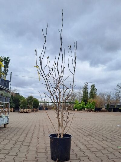 Magnolia soulangiana 'Sundew' / Tulpen-Magnolie 'Sundew' 125-150 cm C20 im Container, laubloser Zierbaum mit mehreren Trieben