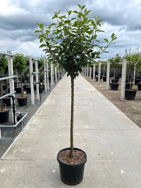 Apfel 'Graue Herbstrenette' (Malus domestica) Halbstamm 10-12 StU im Container, junger Baum mit rundlicher Krone und grünen Blättern.